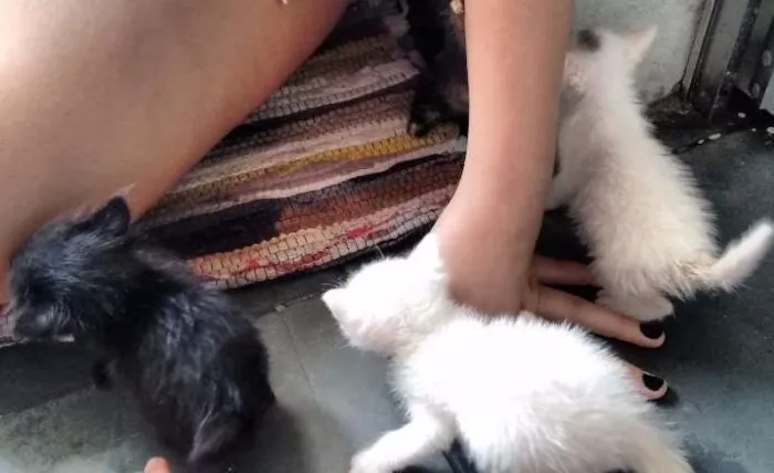 Gato ra a  idade Abaixo de 2 meses nome Gato