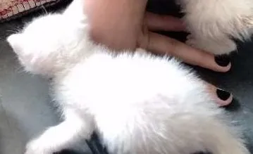 Gato ra a  idade Abaixo de 2 meses nome Gato
