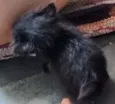 Gato