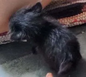 Gato ra a  idade Abaixo de 2 meses nome Gato
