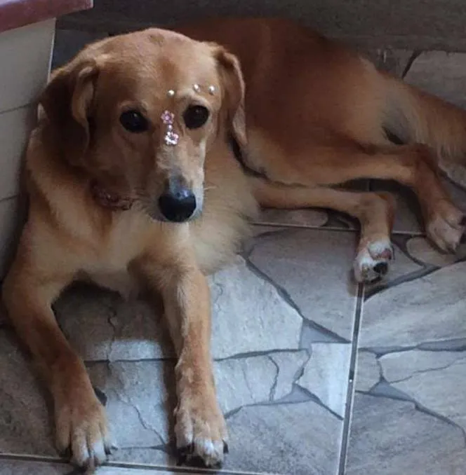 Cachorro ra a VIRA LATA idade 5 anos nome Kate