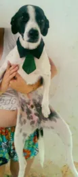 Pipo