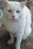 Mingau