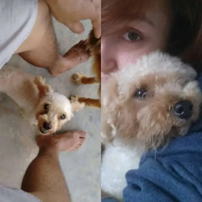 Cachorro ra a Poodle Toy idade 6 ou mais anos nome Naruto