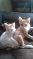 Bisteca e Garfield