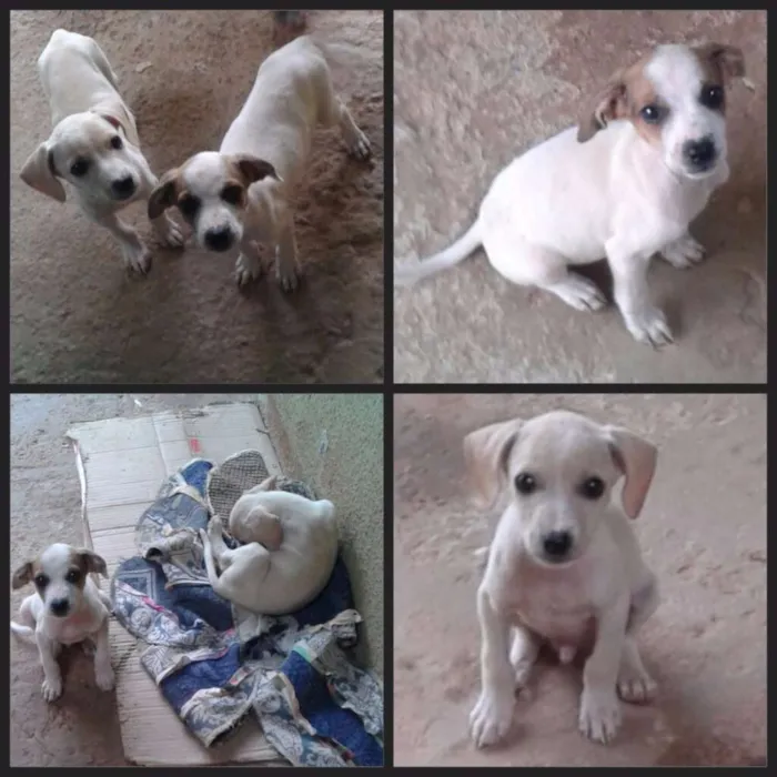 Cachorro ra a sem raça idade 2 a 6 meses nome sem nome