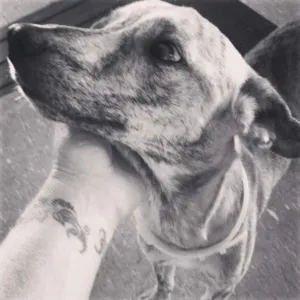 Cachorro raça vira lata idade 1 ano nome Biju