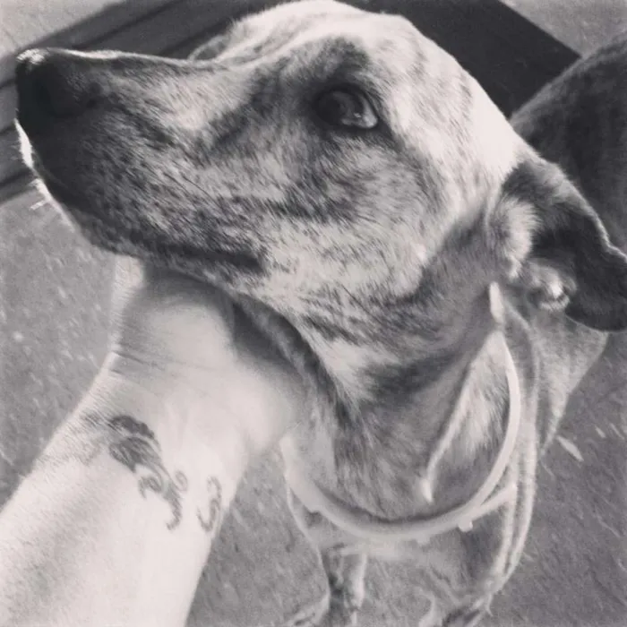Cachorro ra a vira lata idade 1 ano nome Biju