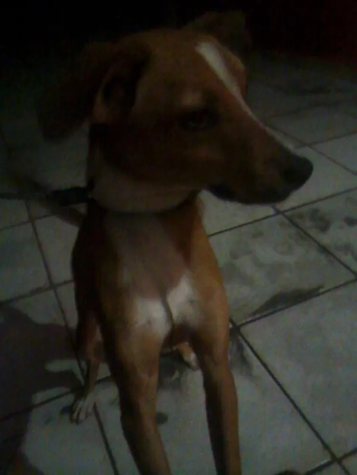 Cachorro ra a Sem raca definida (Mais, uma raca importada) idade 7 a 11 meses nome Jack