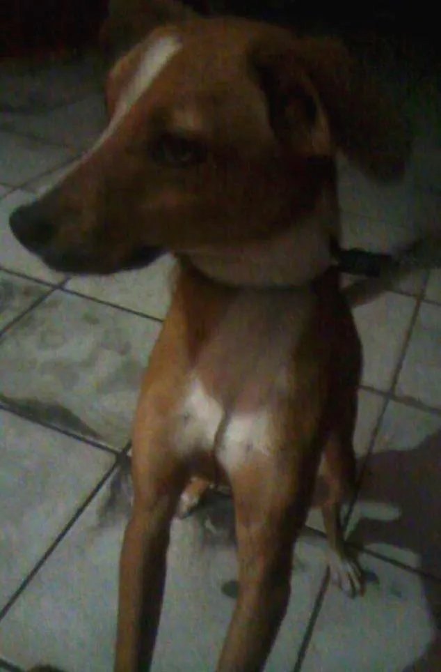 Cachorro ra a Sem raca definida (Mais, uma raca importada) idade 7 a 11 meses nome Jack