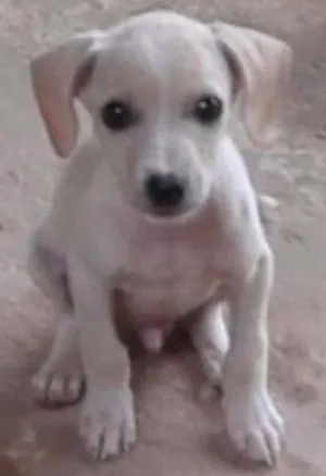 Cachorro raça sem raça idade 2 a 6 meses nome sem nome
