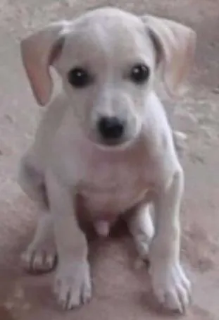 Cachorro ra a sem raça idade 2 a 6 meses nome sem nome
