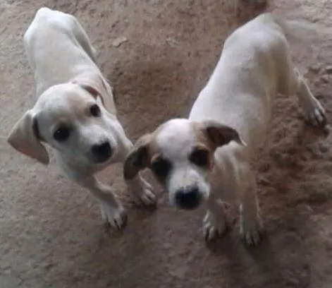 Cachorro ra a sem raça idade 2 a 6 meses nome sem nome