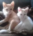 Bisteca e Garfield