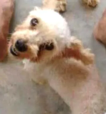 Cachorro ra a Poodle Toy idade 6 ou mais anos nome Naruto