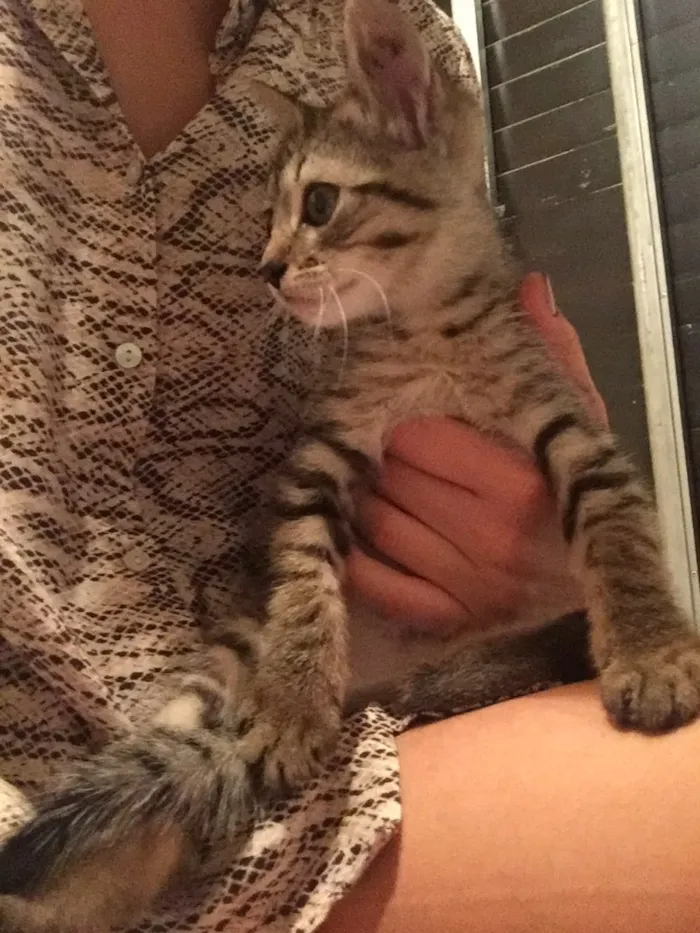 Gato raça SRD idade Abaixo de 2 meses nome Gatinha