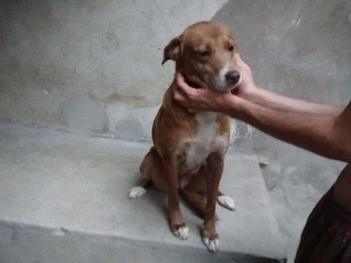 Cachorro ra a srd idade 3 anos nome Mafalda