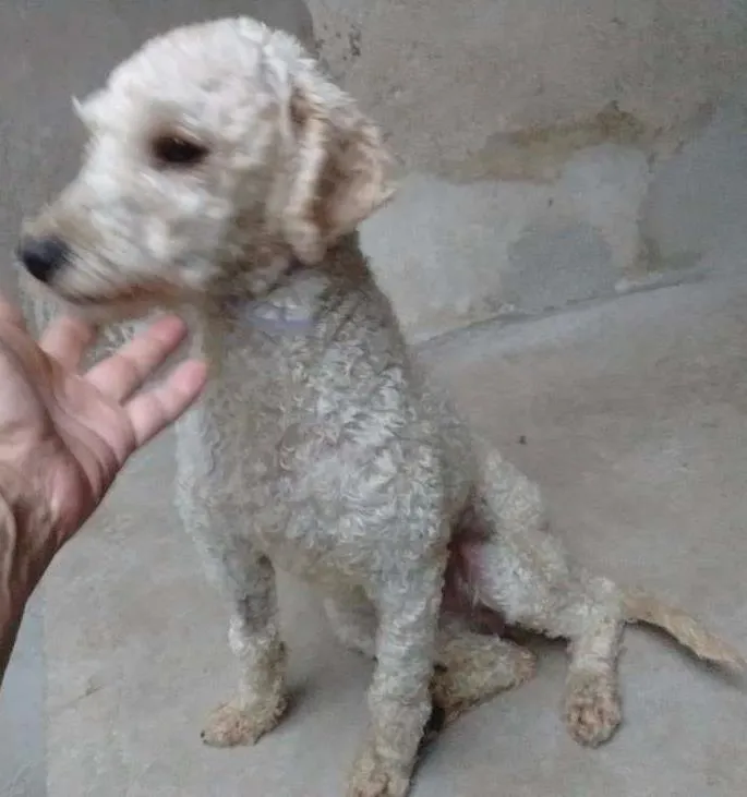 Cachorro ra a poodle idade 1 ano nome Kelphi