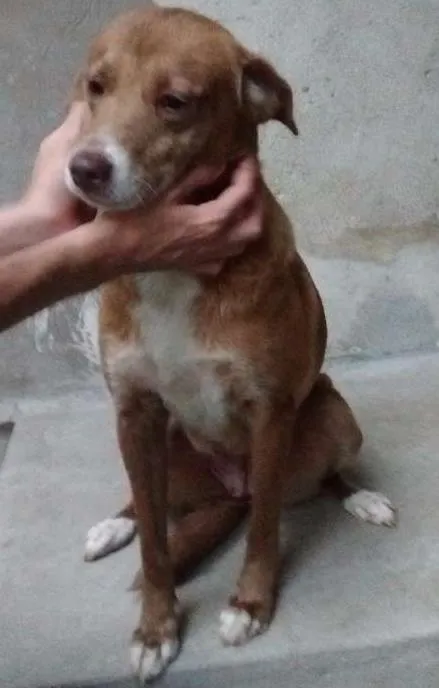 Cachorro ra a srd idade 3 anos nome Mafalda