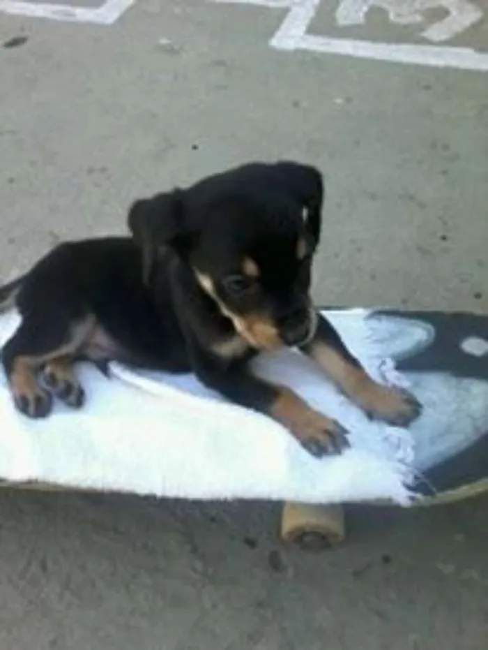 Cachorro ra a labrador-desconhecido idade 7 a 11 meses nome marley