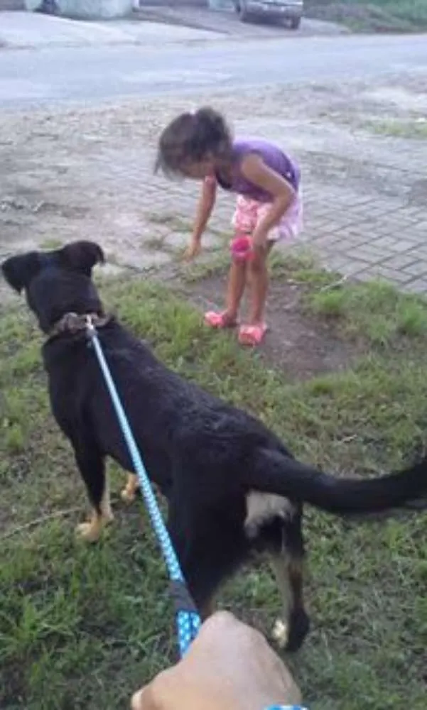 Cachorro ra a labrador-desconhecido idade 7 a 11 meses nome marley