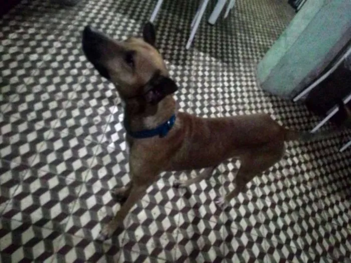 Cachorro ra a  idade 1 ano nome Pipiu
