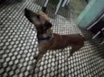 Pipiu
