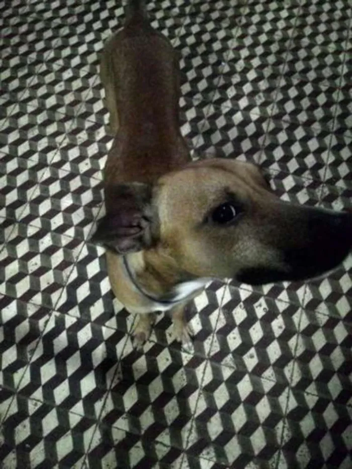 Cachorro ra a  idade 1 ano nome Pipiu