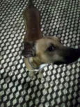 Pipiu
