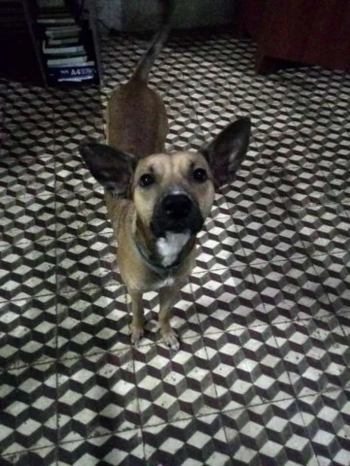 Cachorro ra a  idade 1 ano nome Pipiu