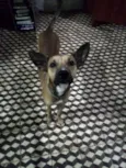Pipiu