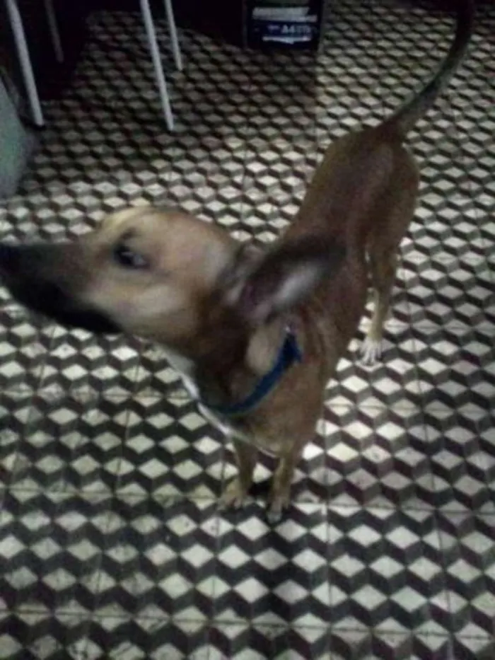 Cachorro ra a  idade 1 ano nome Pipiu