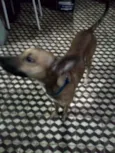 Pipiu