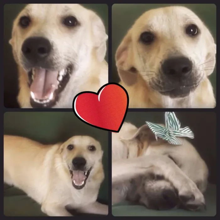 Cachorro ra a vira-lata idade 7 a 11 meses nome Sarah