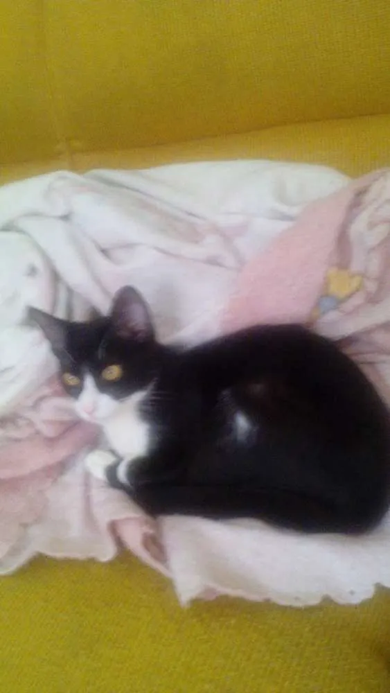 Gato ra a SRD idade 7 a 11 meses nome Frajola