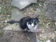 Barão