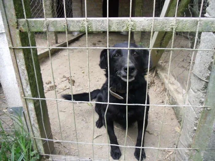 Cachorro ra a SRD idade 6 ou mais anos nome Turim