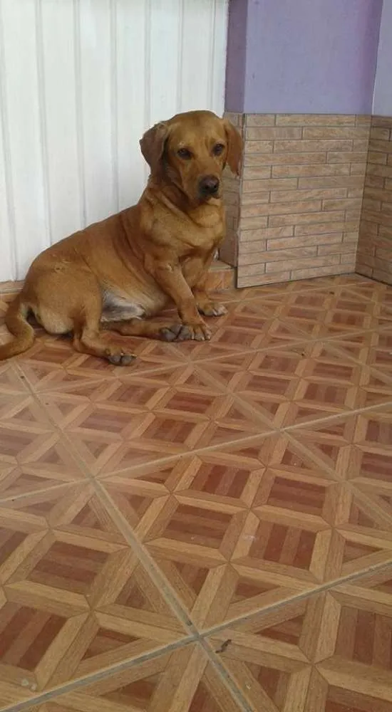 Cachorro ra a SRD idade 6 ou mais anos nome Sem nome