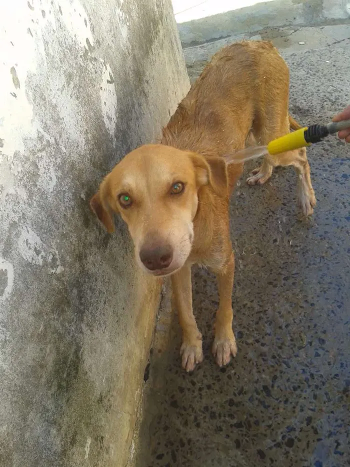 Cachorro raça viralata idade 6 ou mais anos nome Max