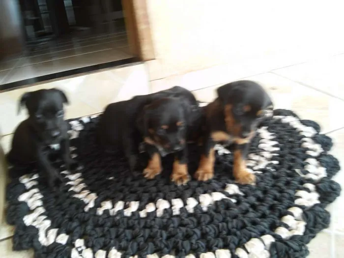 Cachorro ra a indefinida idade Abaixo de 2 meses nome 4 filhotes
