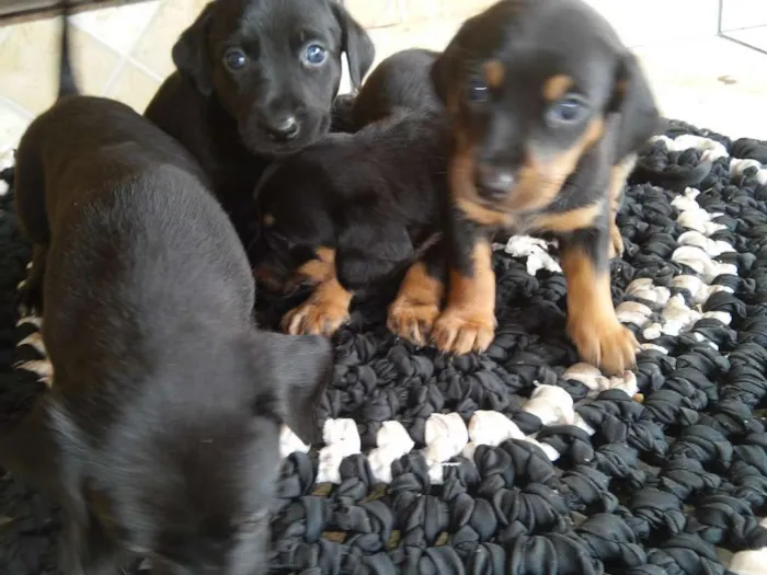 Cachorro ra a indefinida idade Abaixo de 2 meses nome 4 filhotes