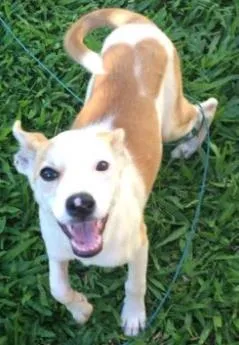 Cachorro raça Vira lata  idade 2 a 6 meses nome Lua