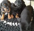 4 filhotes