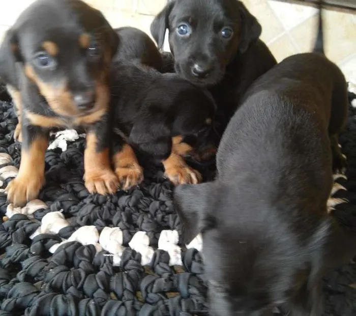 Cachorro ra a indefinida idade Abaixo de 2 meses nome 4 filhotes