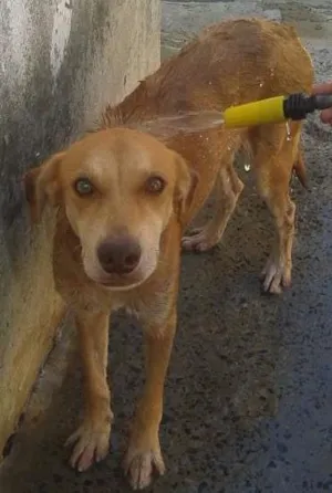 Cachorro raça viralata idade 6 ou mais anos nome Max