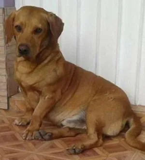 Cachorro raça SRD idade 6 ou mais anos nome Sem nome