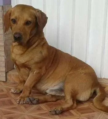 Cachorro ra a SRD idade 6 ou mais anos nome Sem nome