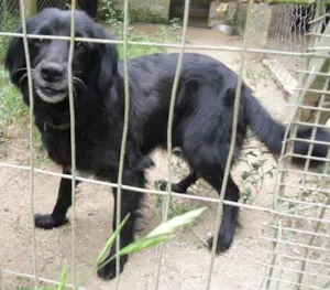 Cachorro raça SRD idade 6 ou mais anos nome Princesa