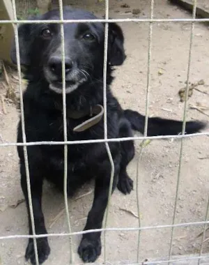 Cachorro raça SRD idade 6 ou mais anos nome Turim