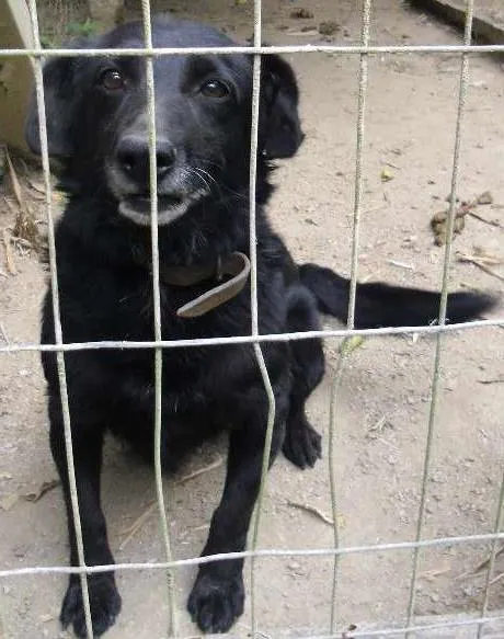Cachorro ra a SRD idade 6 ou mais anos nome Turim